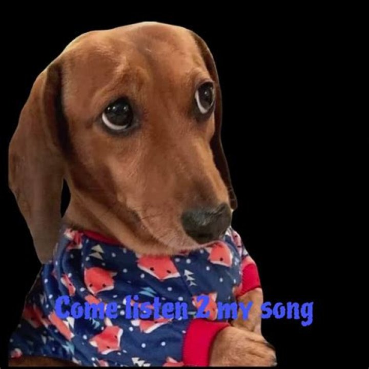 Wiener Dog Song! YouTube