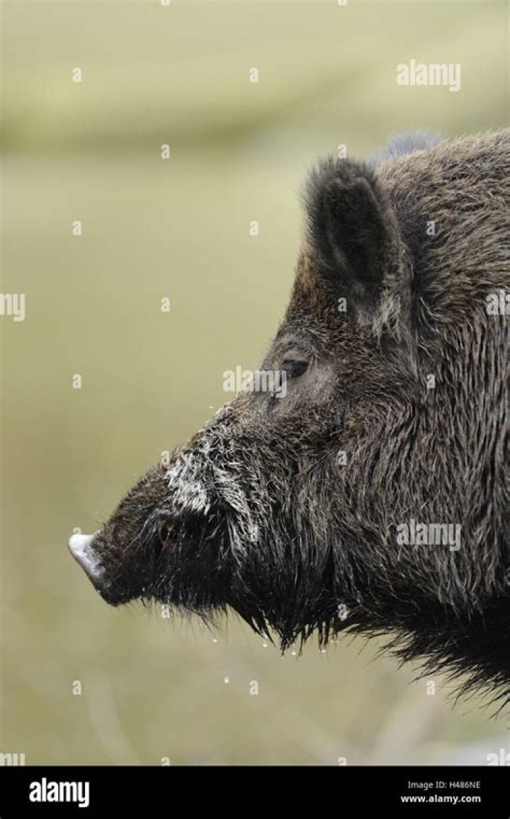 Wild Boar Head Side View 14486567 Vector Art at Vecteezy