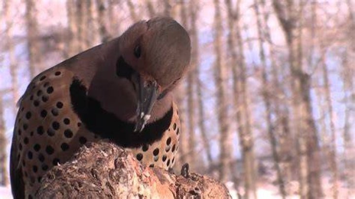 Yellow Shafted Flicker Tongue Action YouTube